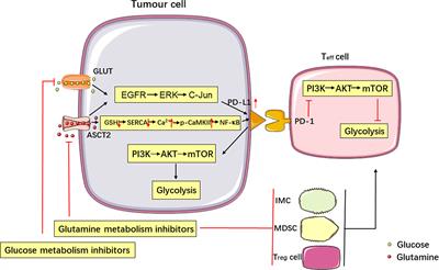 Targeted Glucose or Glutamine Metabolic Therapy Combined With PD-1/PD-L1 Checkpoint Blockade Immunotherapy for the Treatment of Tumors - Mechanisms and Strategies